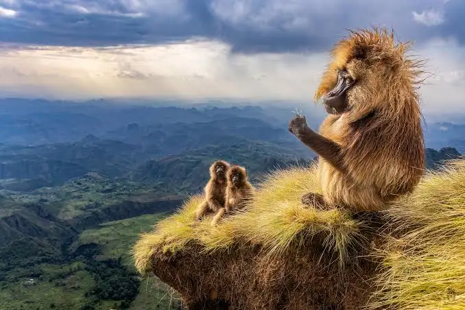 Gelada baboon family in the high-altitude grasslands of the Simien Mountains, Ethiopia